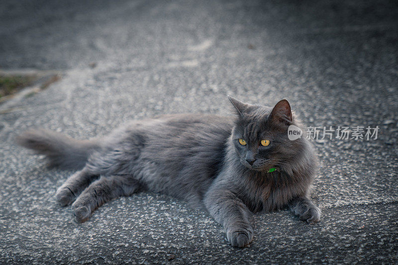 可爱的猫在街上走。对焦眼睛，背景和前景模糊/模糊